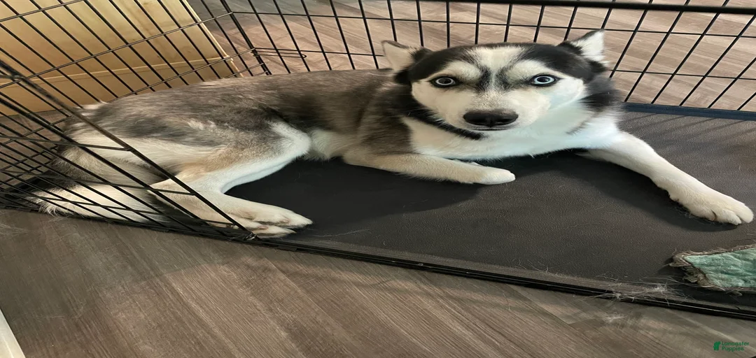 Gallery Image {{count}}