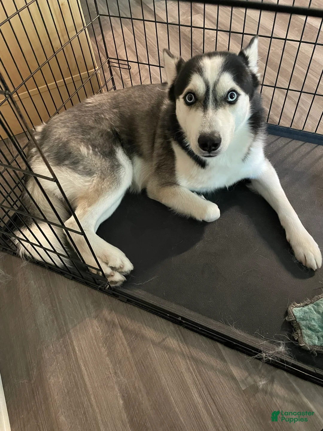 Gallery Image {{count}}