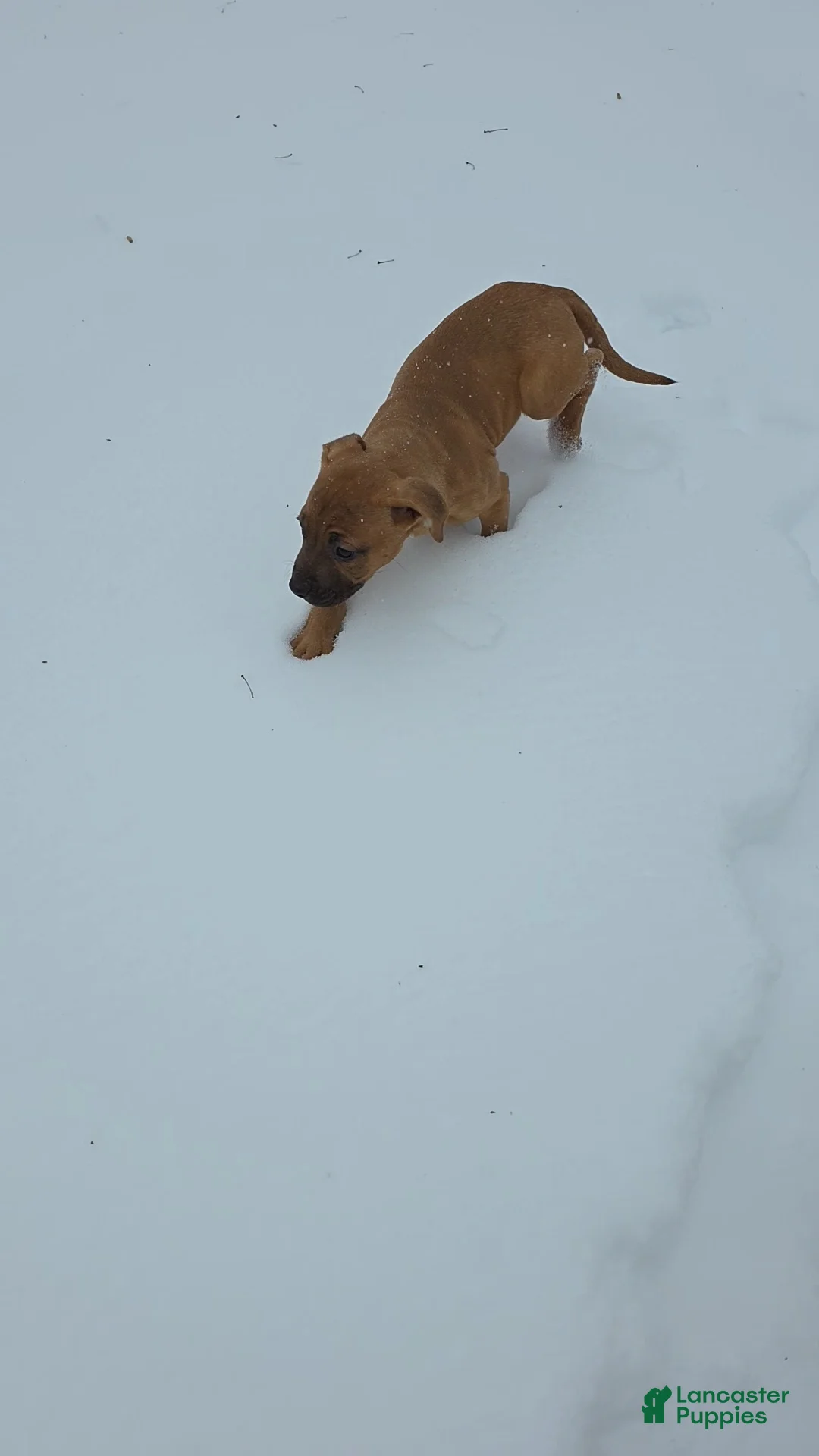 Mixed Breed dogs for sale: Anna 💜 - Ad 4