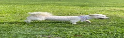 Coton De Tulear dogs for sale: Coconut  - Ad 3