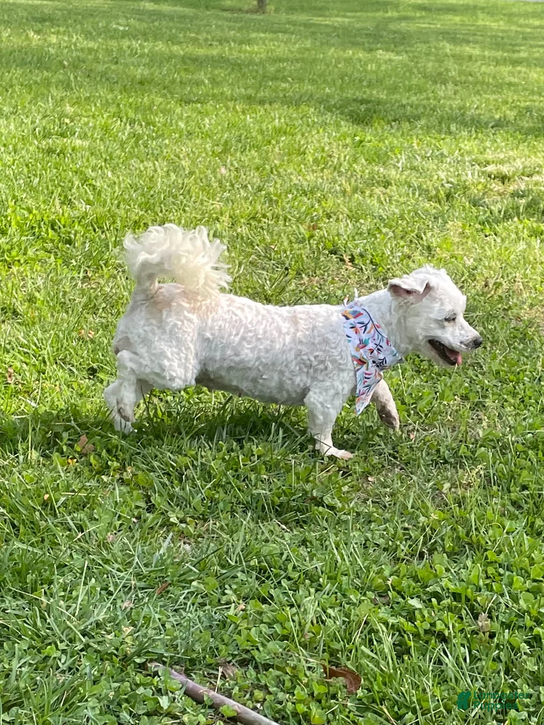 Coton De Tulear dogs for sale: Coconut  - Ad 3