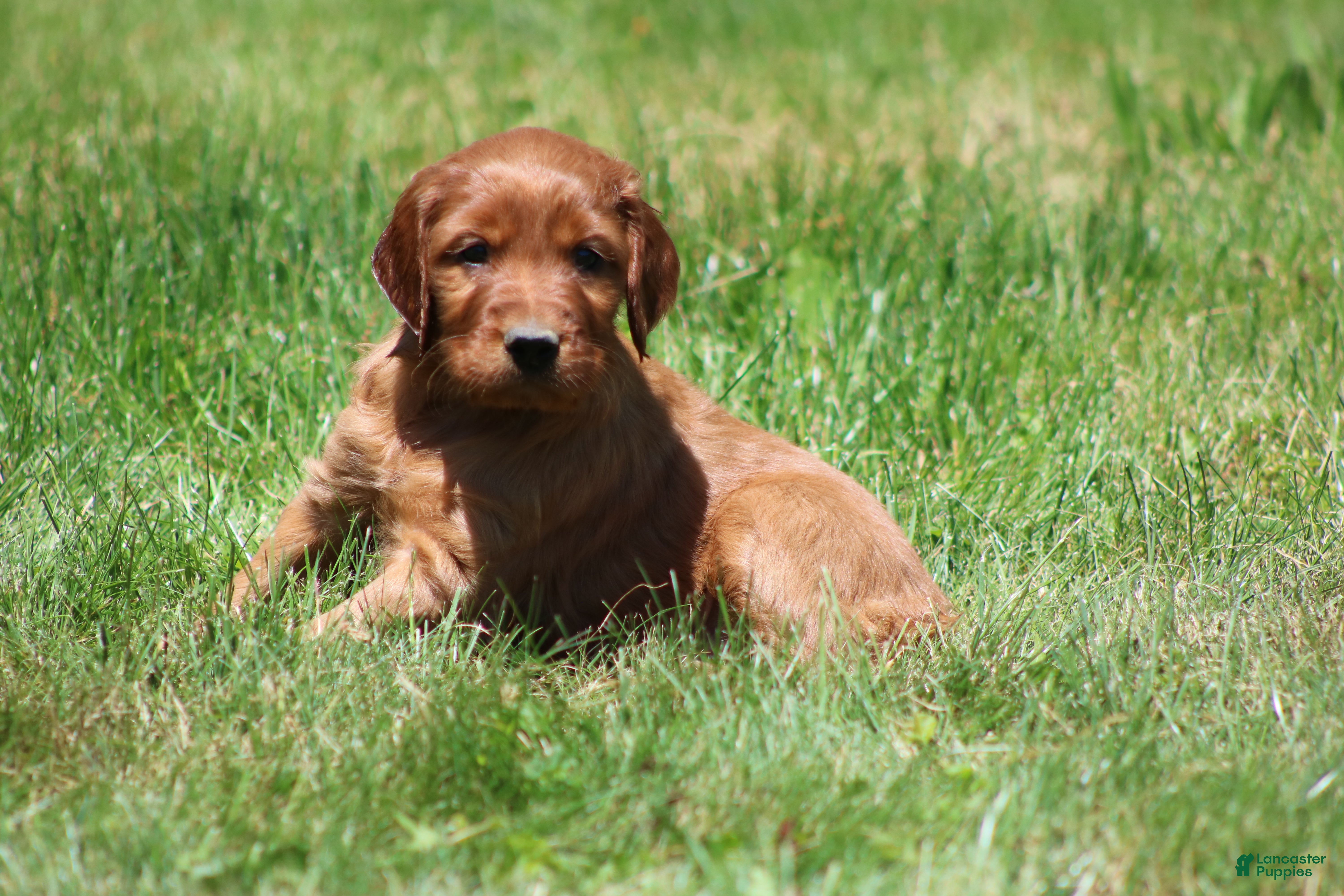 Irish Setter dogs for sale: Ivy - Ad 3