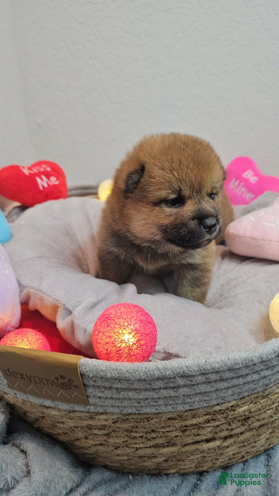 Shiba Inu dogs for sale: Rin - Ad 3