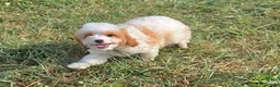 Cavapoo dogs for sale: Vex - Ad 4