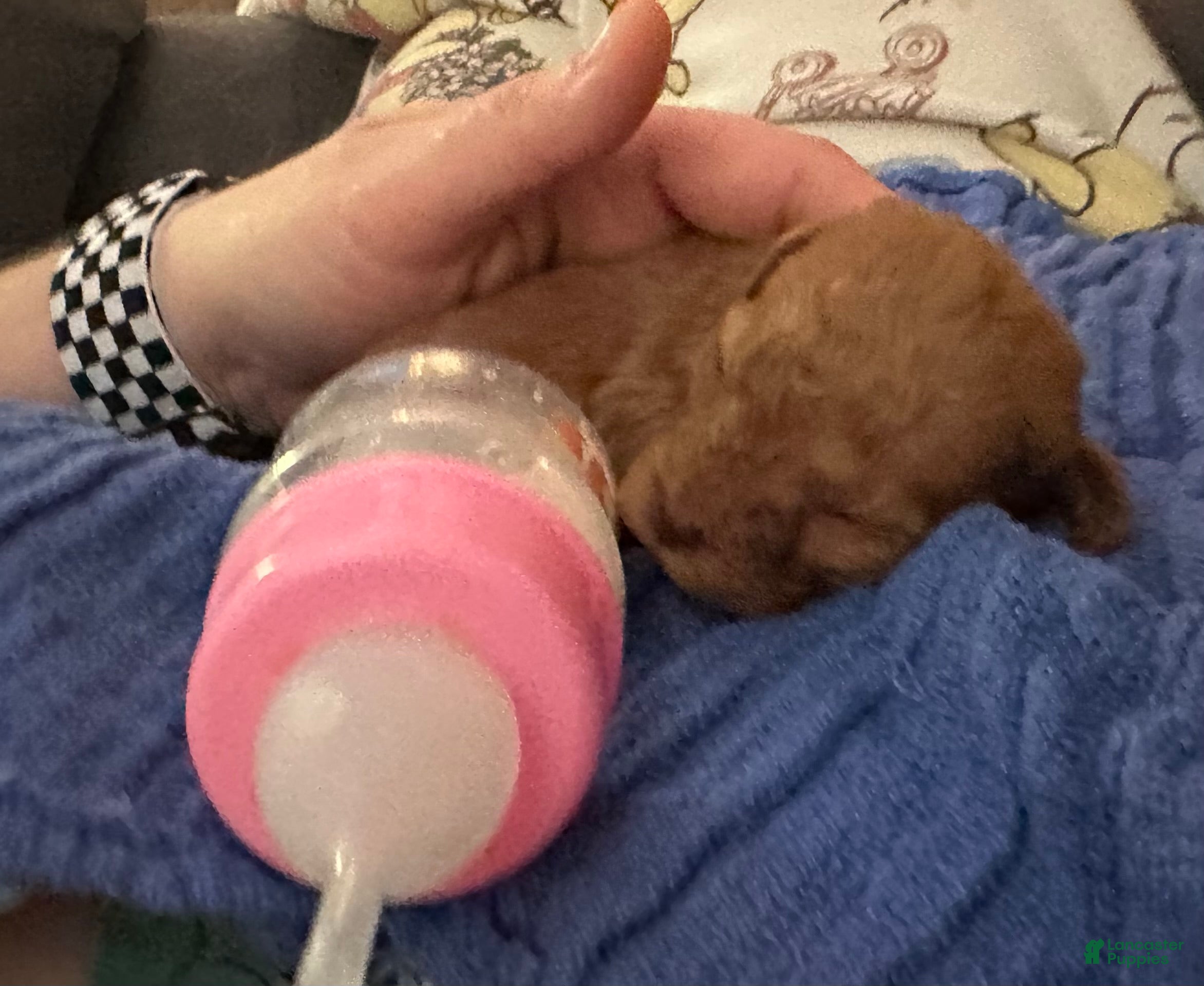 Toy Poodle dogs for sale: Double T Summer’s apricot male - Ad 28