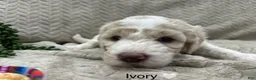 Goldendoodle dogs for sale: Ivory 🤍 - Ad 18