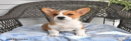 Welsh Corgi Pembroke dogs for sale: Nugget - Ad 15