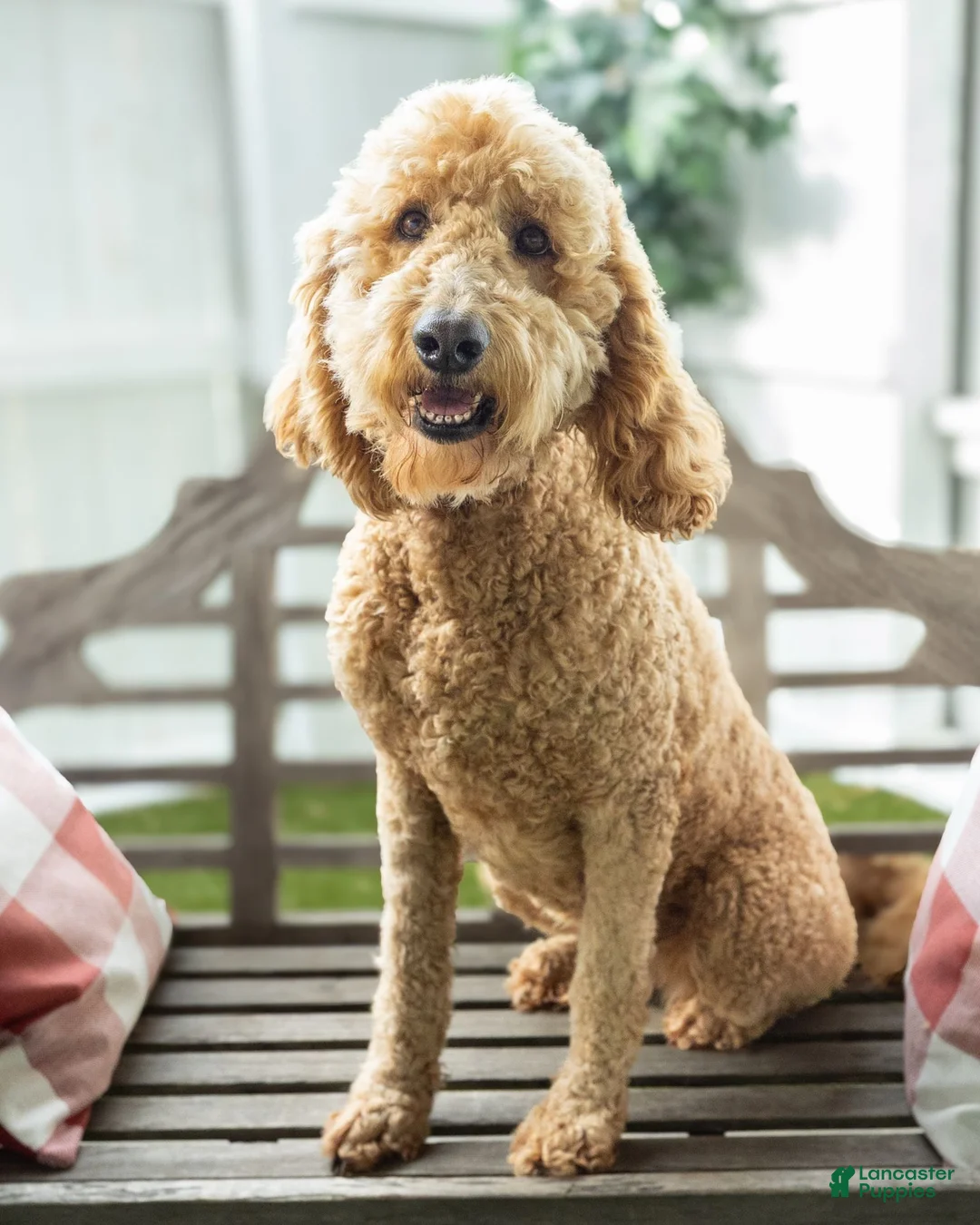 Goldendoodle dogs for sale: Cynthia - Ad 5