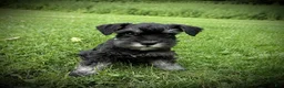 Schnauzer dogs for sale: Rockey - Ad 1