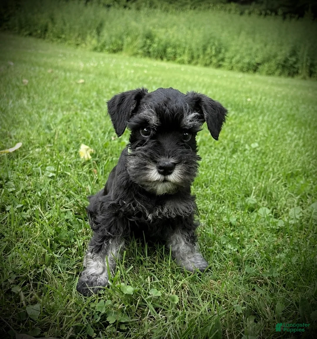 Schnauzer dogs for sale: Rockey - Ad 1