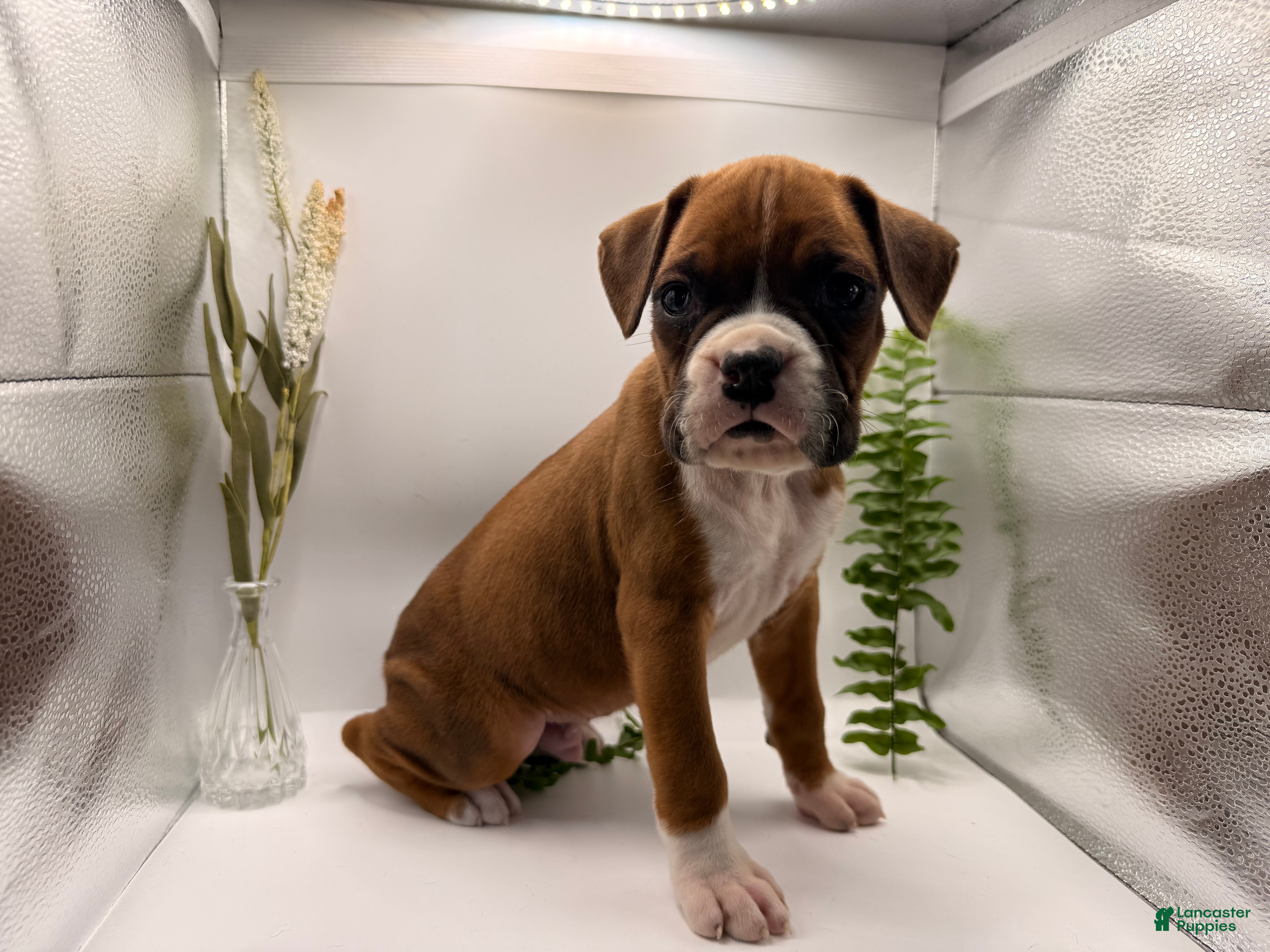 Boxer dogs Clint  - Ad 24