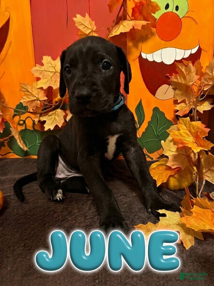 June-Teal (Great Dane, Female) in Montgomery, PA