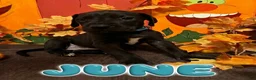 Great Dane dogs for sale: June-Teal - Ad 1