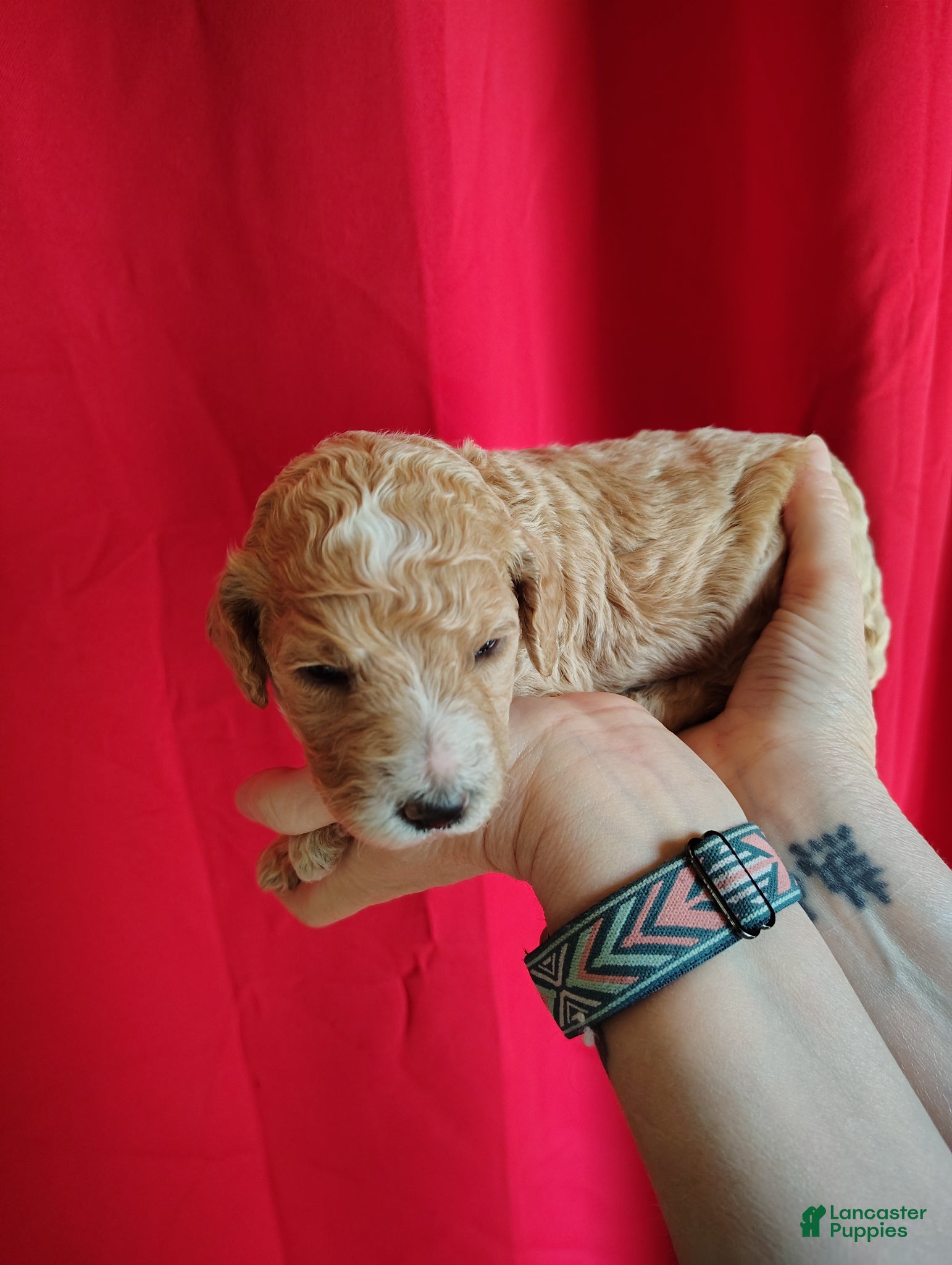 Standard Poodle dogs Standard Poodle Puppy 5 - Ad 15