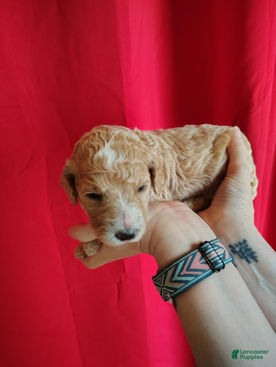 Standard Poodle dogs for sale: Standard Poodle Puppy 5 - Ad 1