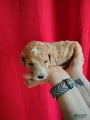 Standard Poodle Puppy 5