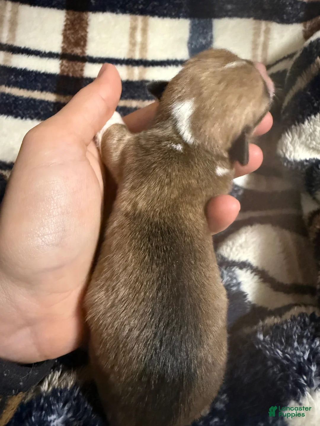 Welsh Corgi Pembroke dogs for sale: Welsh Corgi Pembroke Puppy 4 - Ad 2