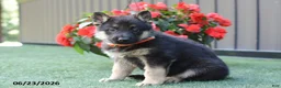 German Shepherd dogs for sale: Amanda - Ad 1