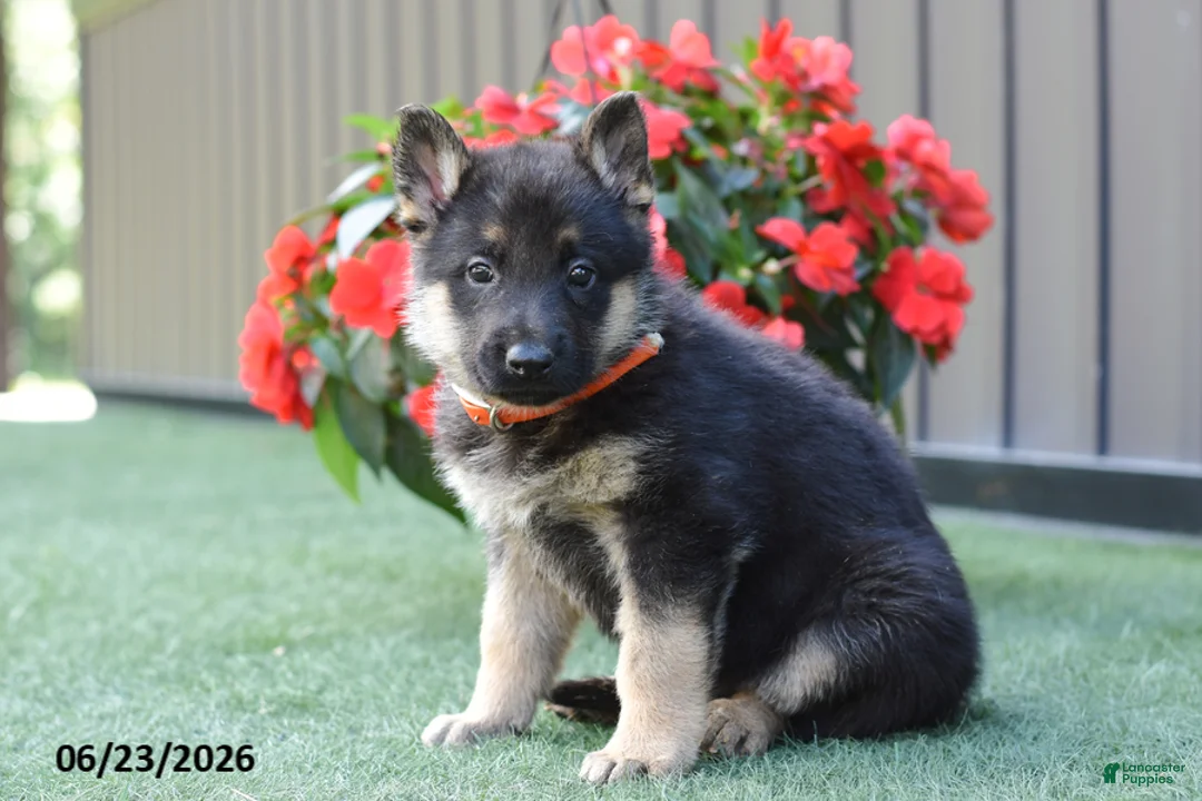 German Shepherd dogs for sale: Amanda - Ad 1