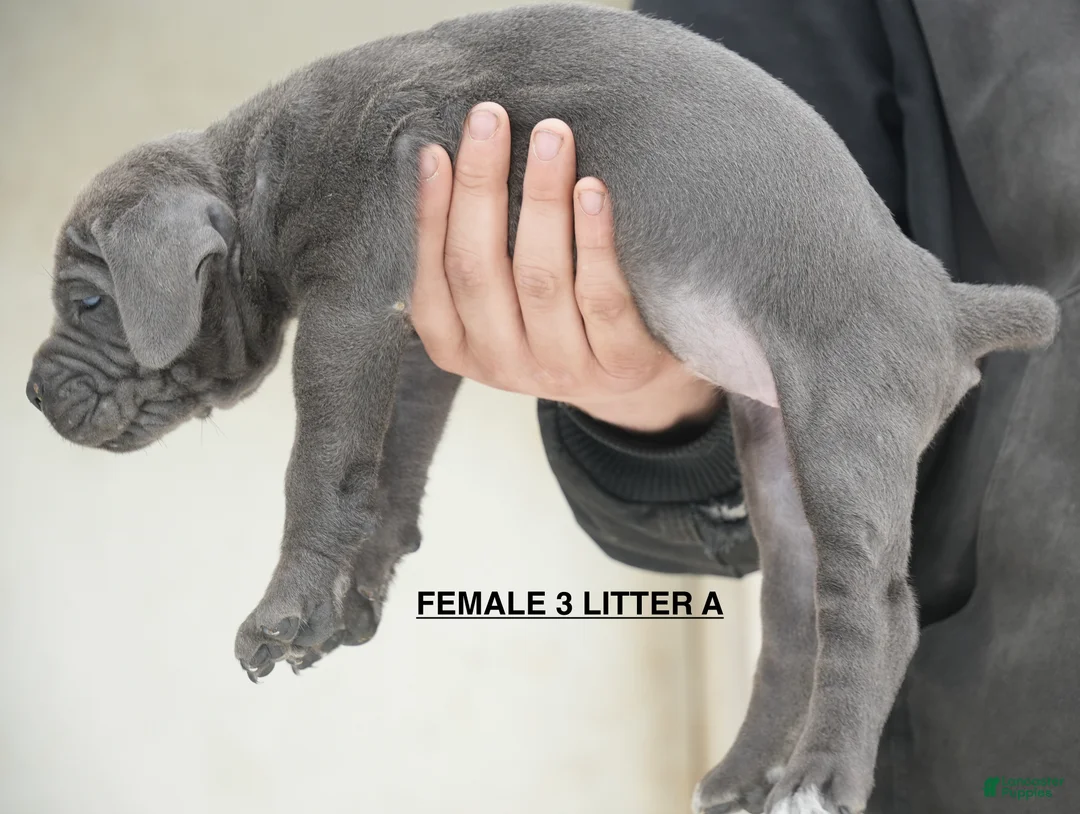 Cane Corso dogs for sale: Female 3 Litter A - Ad 2