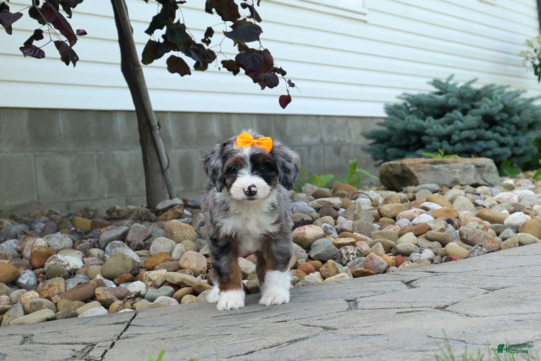 Mini Bernedoodle dogs 🐾 Percy 🐾 - Ad 2