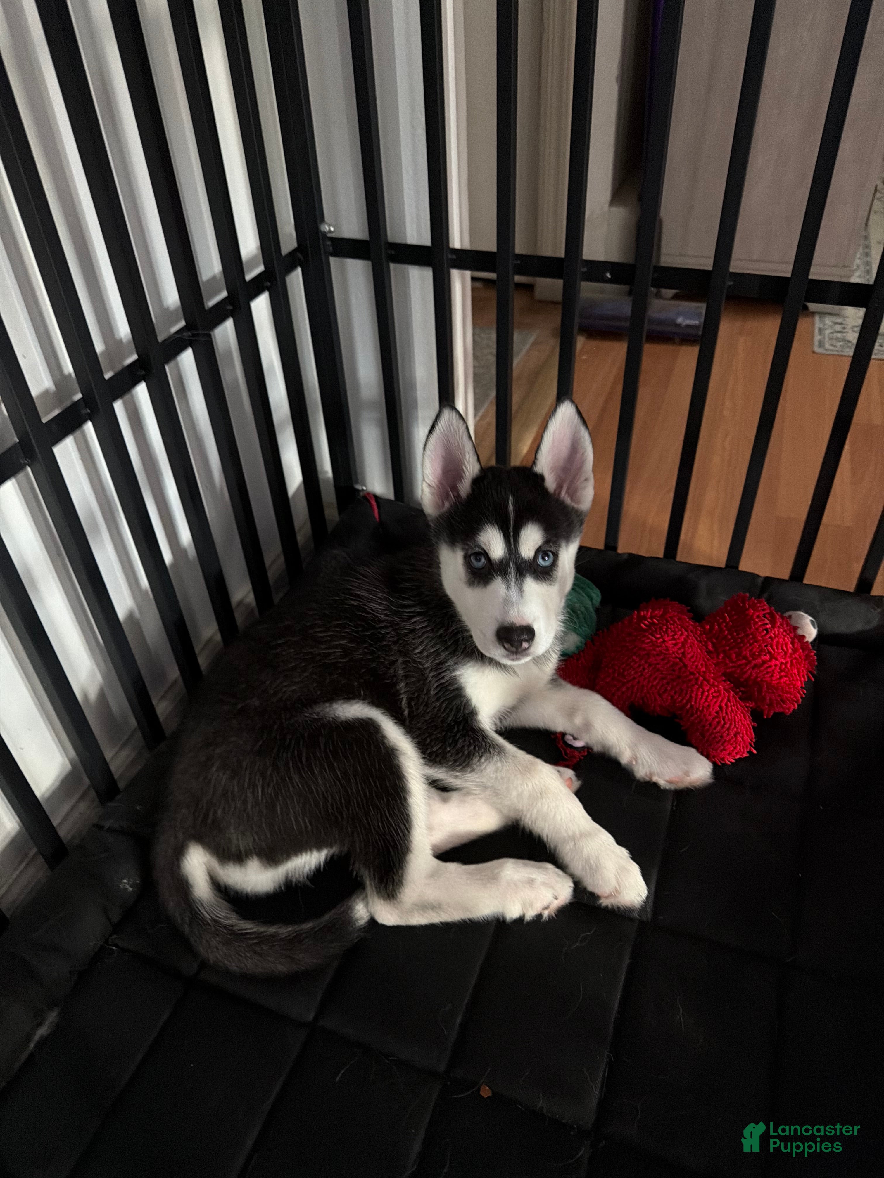Siberian Husky dogs Sadie - Ad 28