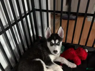 Siberian Husky dogs Sadie - Ad 28