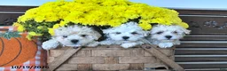 Maltipoo dogs for sale: Curly - Ad 5