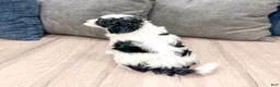 Cavapoo dogs for sale: Cash - Ad 5