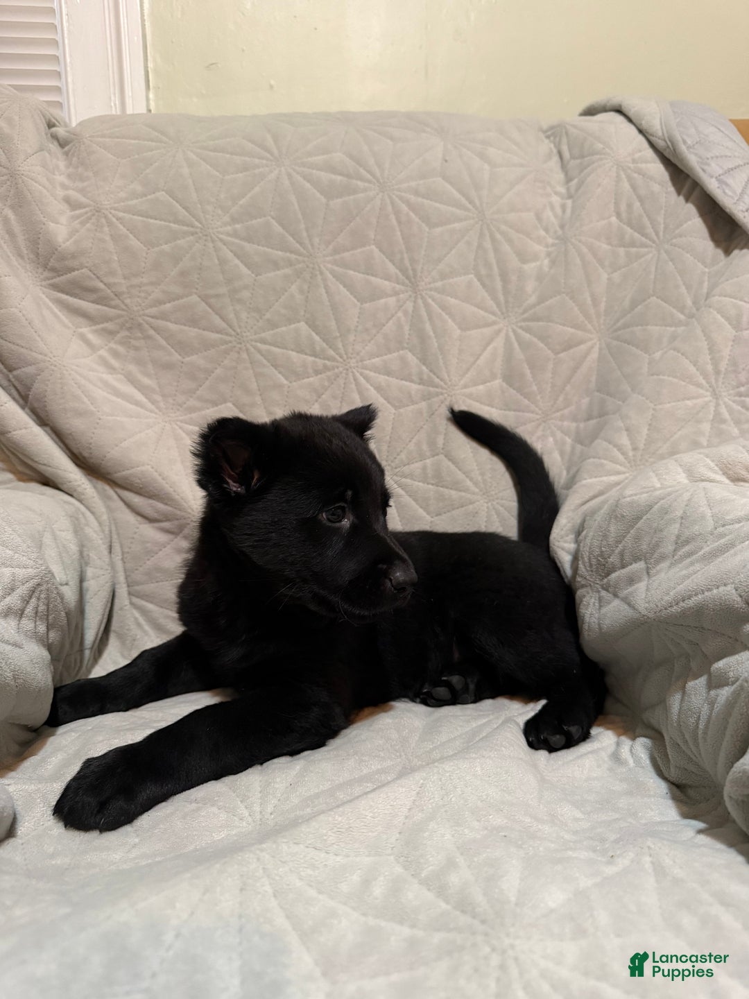 Mixed Breed dogs for sale: Mixed Breed Puppy 4 - Ad 5