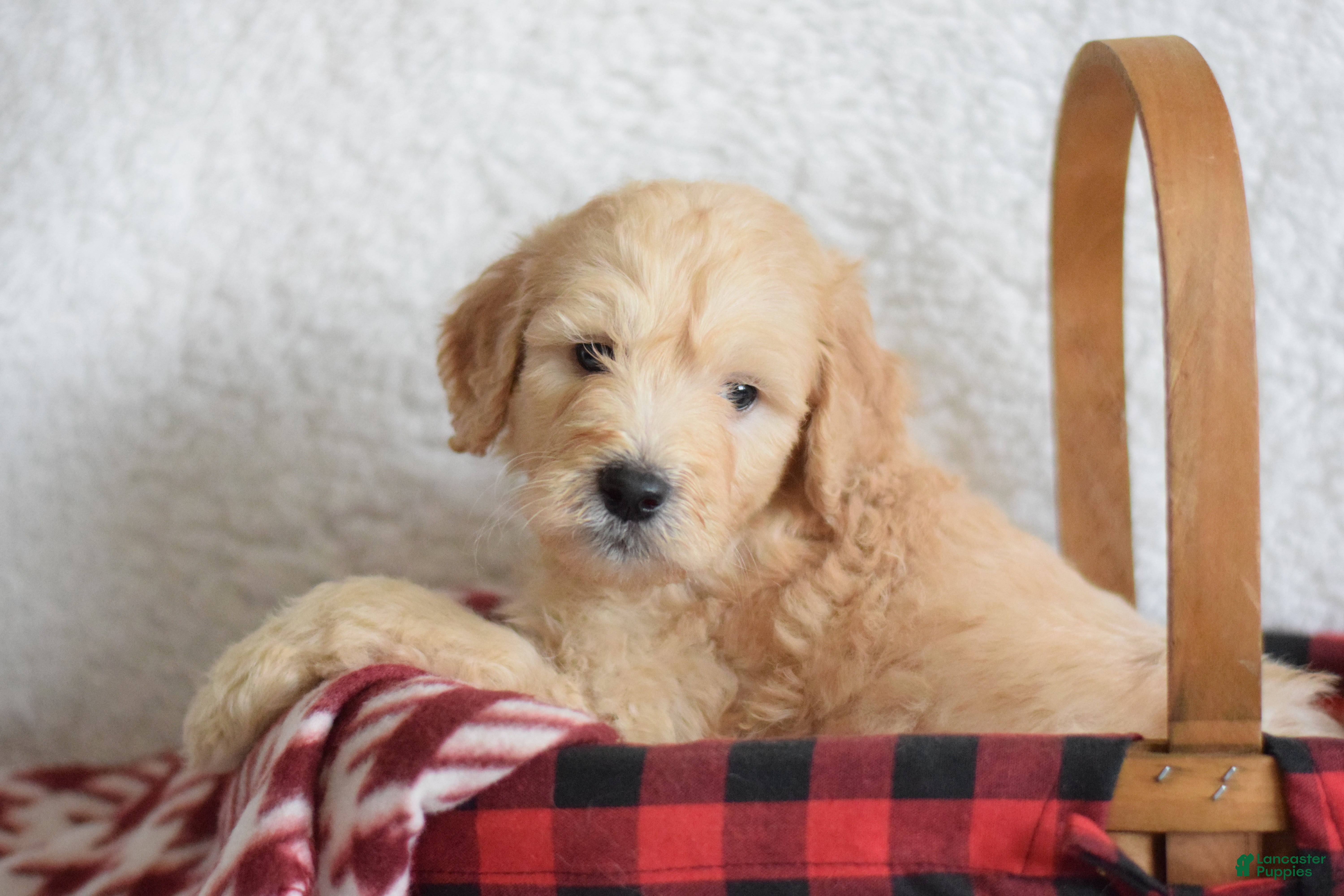 Goldendoodle dogs Goldendoodle Puppy 6 - Ad 8