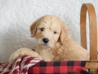 Goldendoodle dogs Goldendoodle Puppy 6 - Ad 36