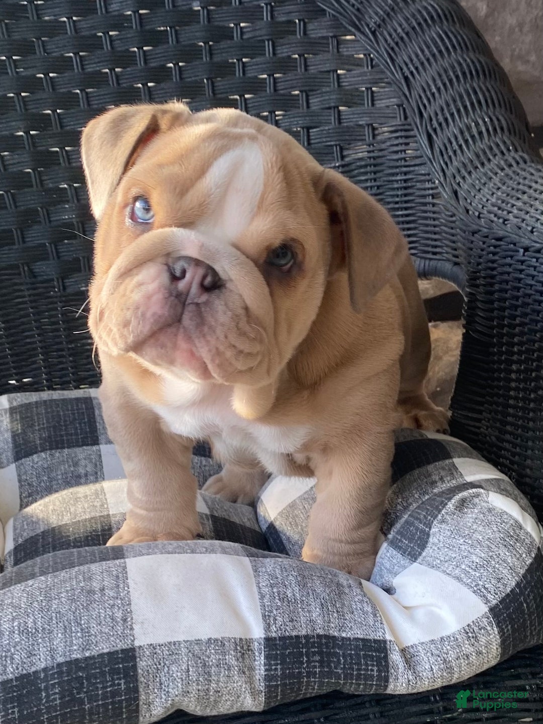English Bulldog dogs for sale: AKC Bella - Ad 6
