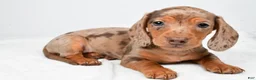 Miniature Dachshund dogs for sale: Mason - Ad 7