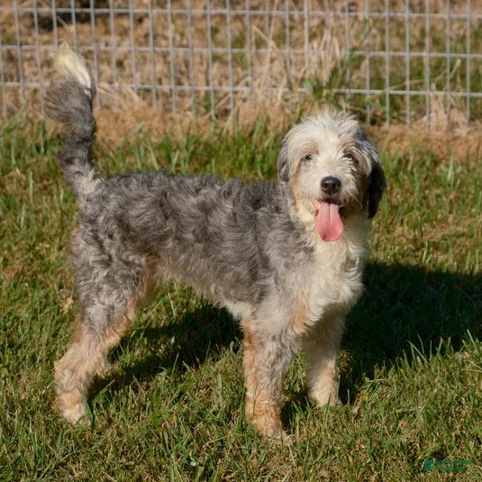 Mini Bernedoodle dogs for sale: Anthony - Ad 4