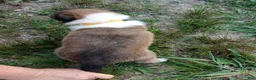 Collie dogs for sale: Sable Male, Yellow collar - Ad 5