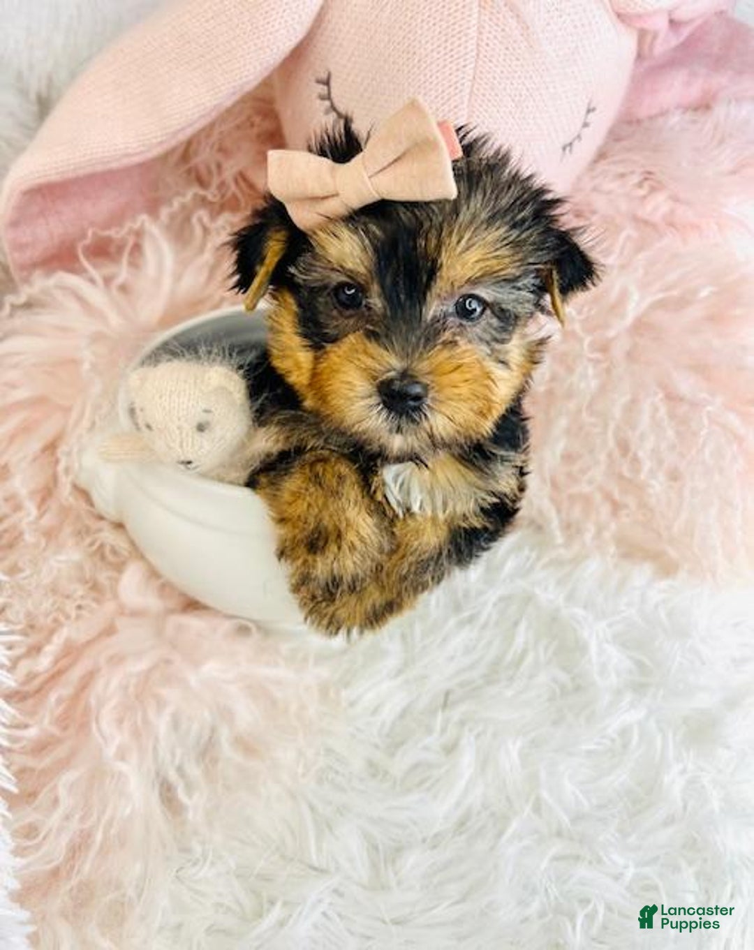 Yorkshire Terrier dogs for sale: Yorkshire Terrier Puppy  - Ad 4