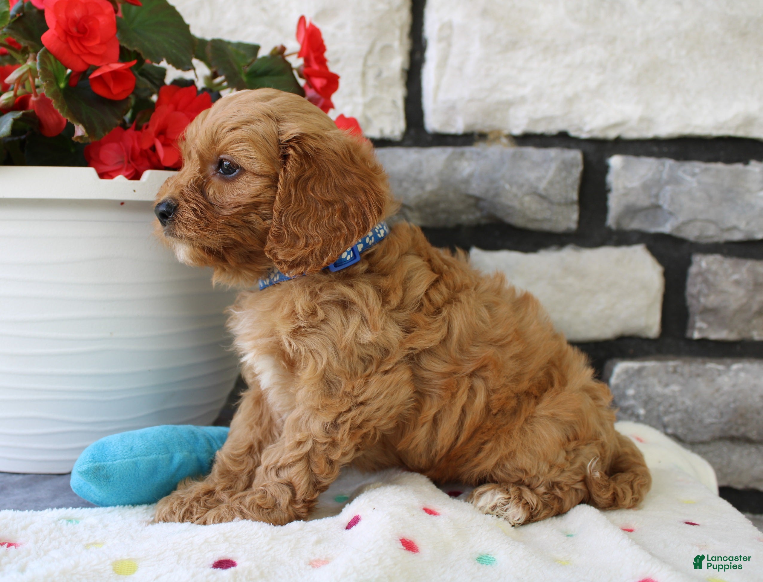 Cavapoo dogs Silas - Ad 2