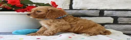 Cavapoo dogs for sale: Silas - Ad 2
