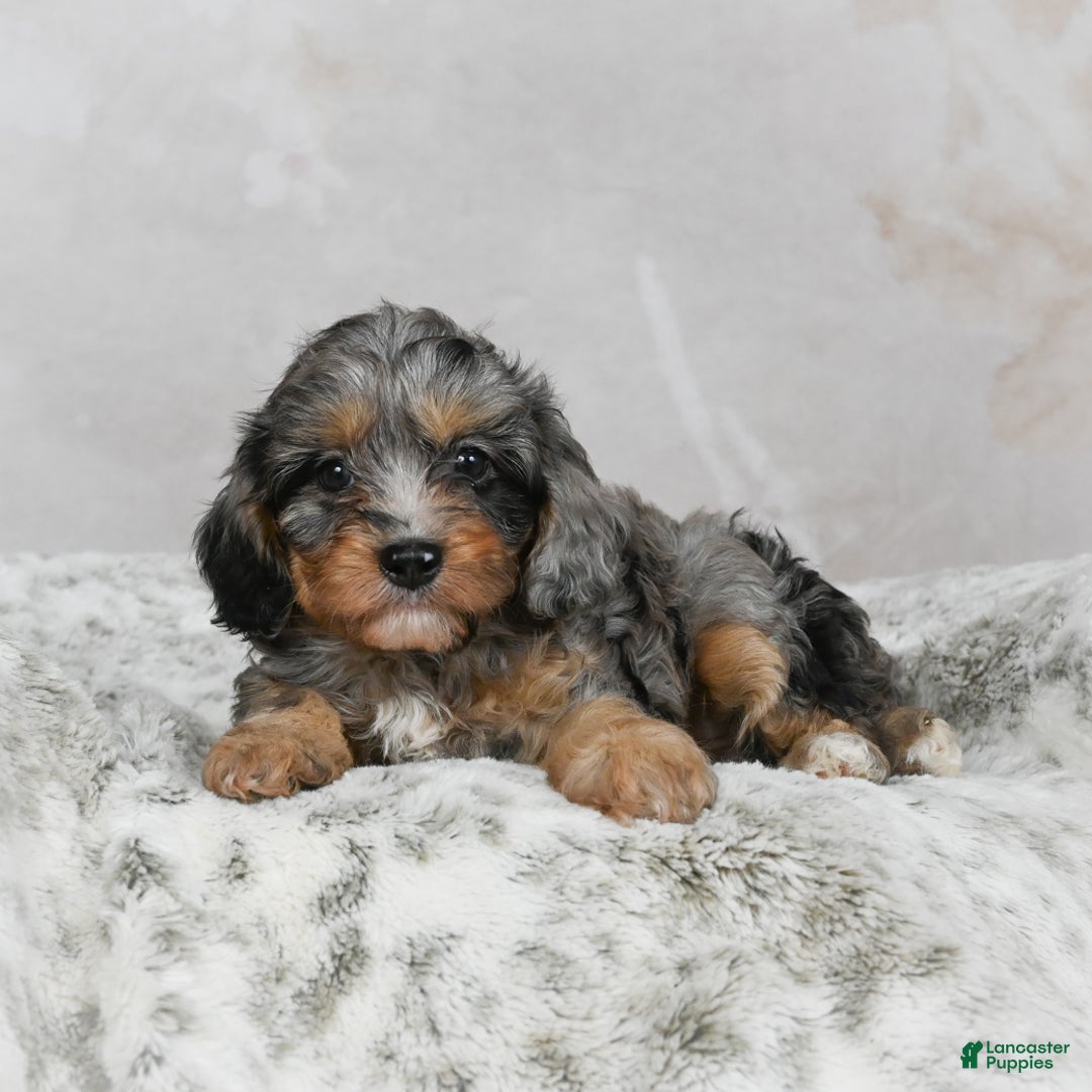 Cavapoo dogs for sale: Libby - Ad 3