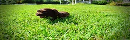 Havapoo dogs for sale: Hershey - Ad 18