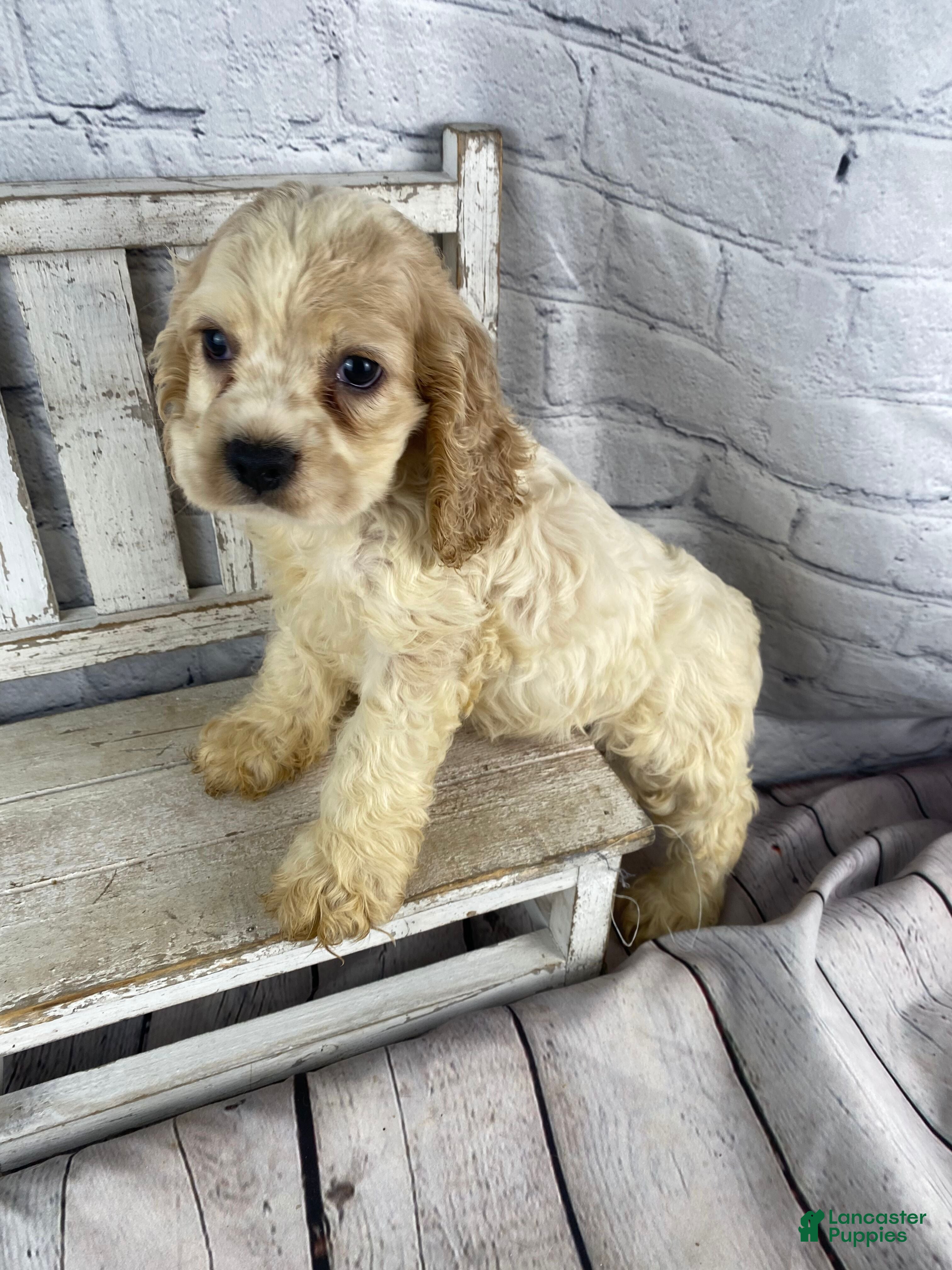 Cocker Spaniel dogs Biscuit - Ad 1