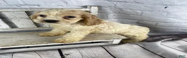 Biscuit
