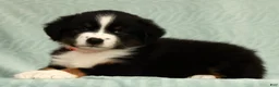 Australian Shepherd dogs for sale: Charlie - Ad 7