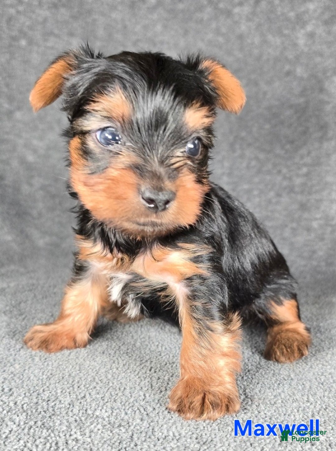 Yorkshire Terrier dogs for sale: Maxwell - Ad 16