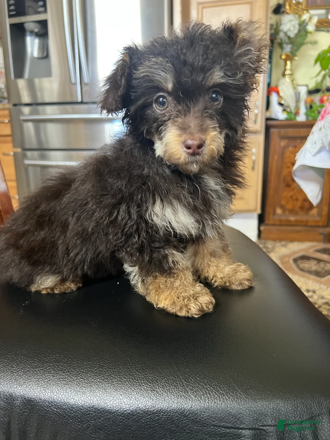 Toy Poodle dogs for sale: Hershey chocolate tri-color  - Ad 3