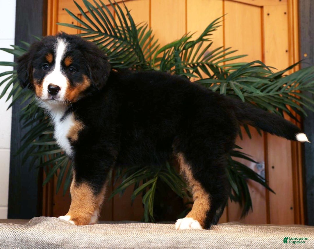 Bernese Mountain Dog dogs for sale: Julie - Ad 7