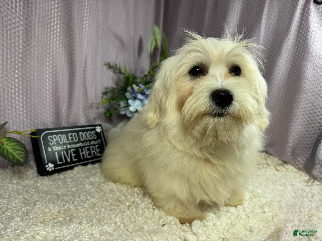 Mixed Breed dogs for sale: Mixed Breed 1 - Ad 2