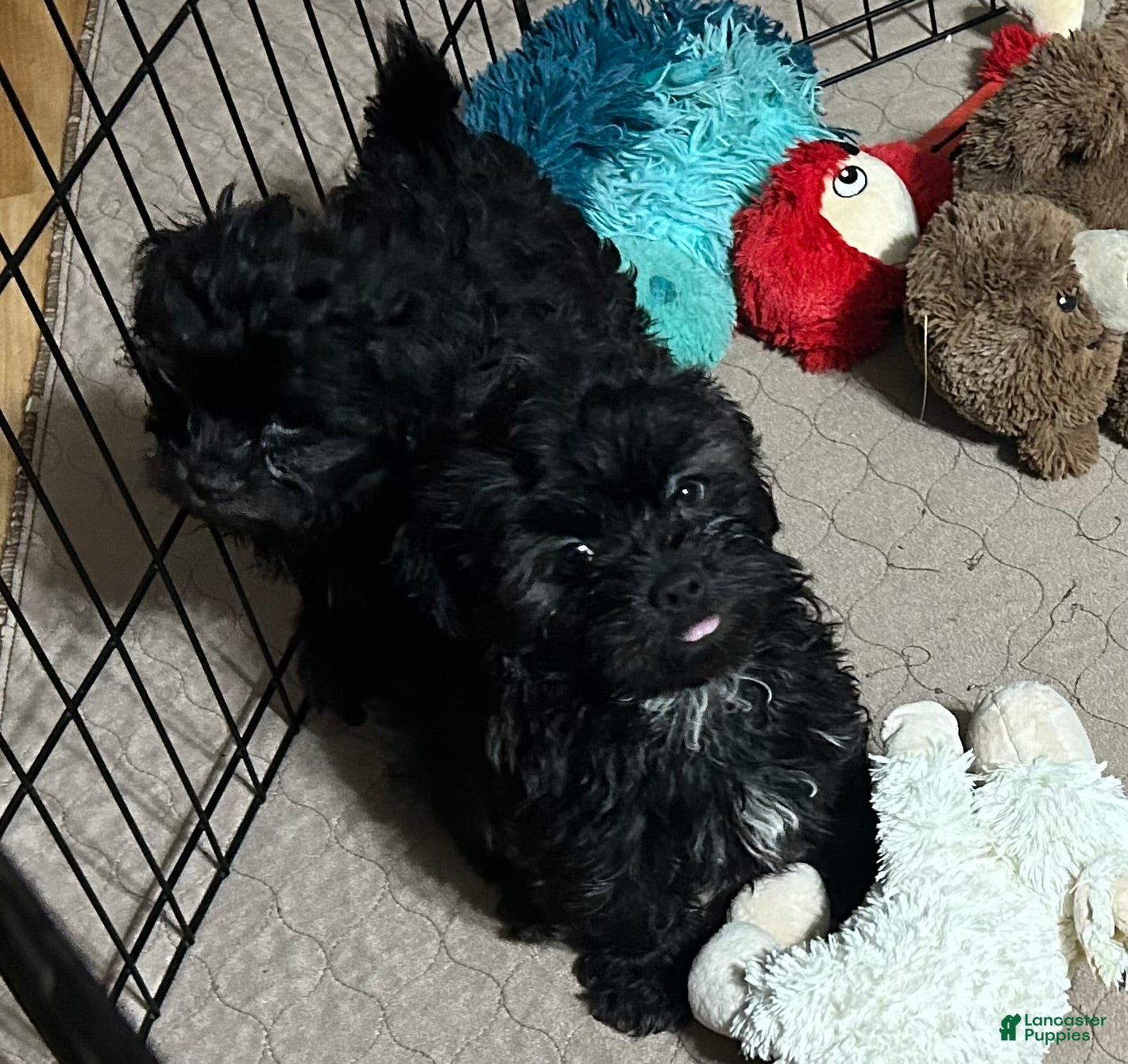Shihpoo dogs for sale: Shihpoo 3 (Shih Tzu / Poodle) - Ad 6