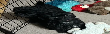 Shihpoo 3 (Shih Tzu / Poodle)